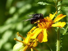 Copestylum violaceum