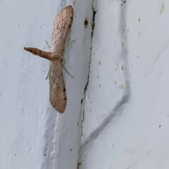Tornos scolopacinaria