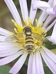 Sphaerophoria contigua