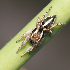 Habronattus