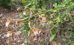 Encyclia altissima