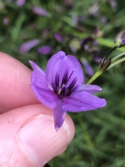 Arthropodium