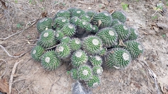 Mammillaria carnea