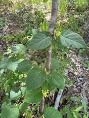 Matelea carolinensis