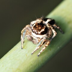 Habronattus