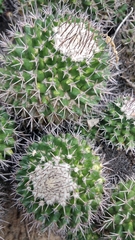Mammillaria carnea