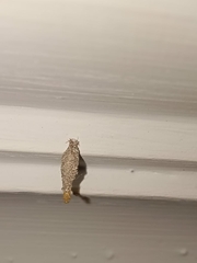 Tineinae