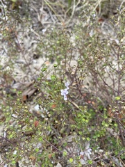 Trichostema nesophilum
