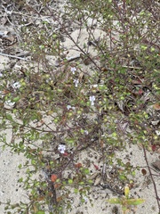 Trichostema nesophilum