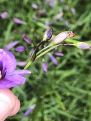 Arthropodium