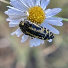 Acmaeodera scalaris