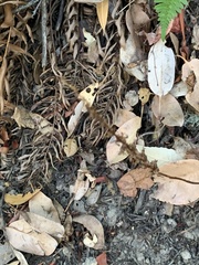 Platanthera transversa