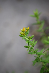 Hypericum