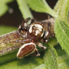 Eris militaris
