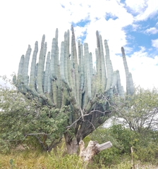Pachycereus weberi