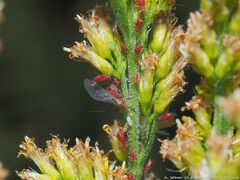 Uroleucon nigrotuberculatum