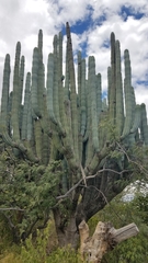 Pachycereus weberi