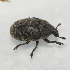 Larinus obtusus