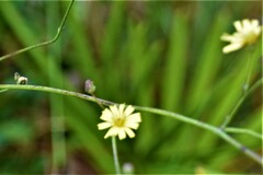 Hieracium megacephalon