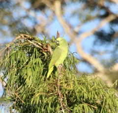 Amazona ochrocephala