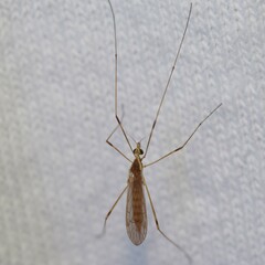 Chioneinae