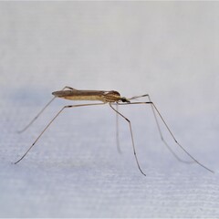 Chioneinae