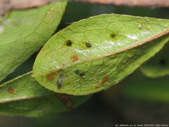 Stephanitis pyrioides