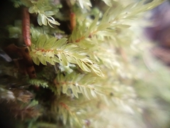 Mnium hornum