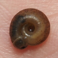 Polygyra