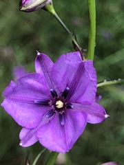 Arthropodium