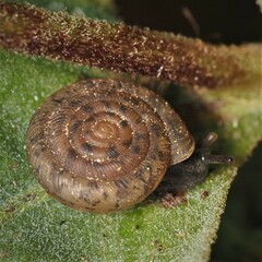 Polygyra