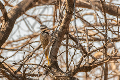 Chloropicus namaquus