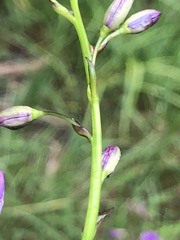 Arthropodium