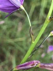 Arthropodium