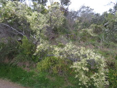 Clematis microphylla