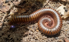 Thyropygus allevatus