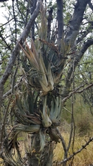 Tillandsia circinnatioides