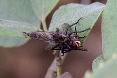 Asilidae