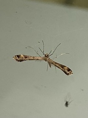 Amblyptilia