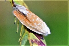 Eucosma floridana