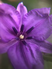 Arthropodium