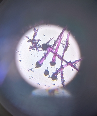 Aspergillus