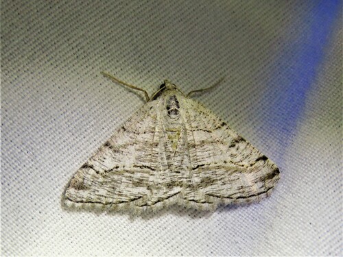 Faded Angle photo 5