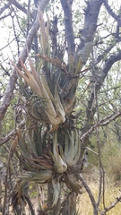 Tillandsia circinnatioides