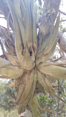 Tillandsia circinnatioides