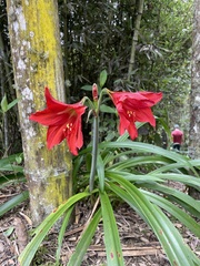 Hippeastrum hybridum