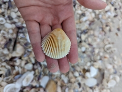 Cardiidae