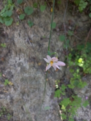 Olsynium scirpoideum