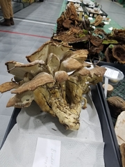 Bondarzewia occidentalis