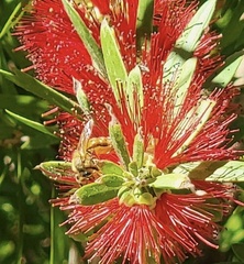 Melaleuca citrina